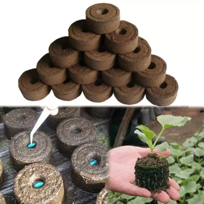 Tropical Desert Soil Plant