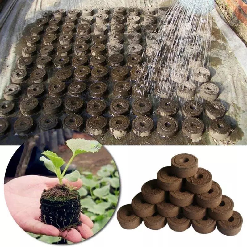 Tropical Desert Soil Plant