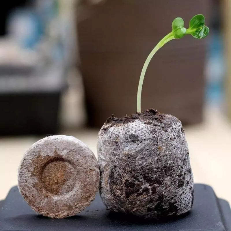 Tropical Desert Soil Plant