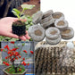 Tropical Desert Soil Plant