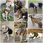 Petkit Smart Dog Harness